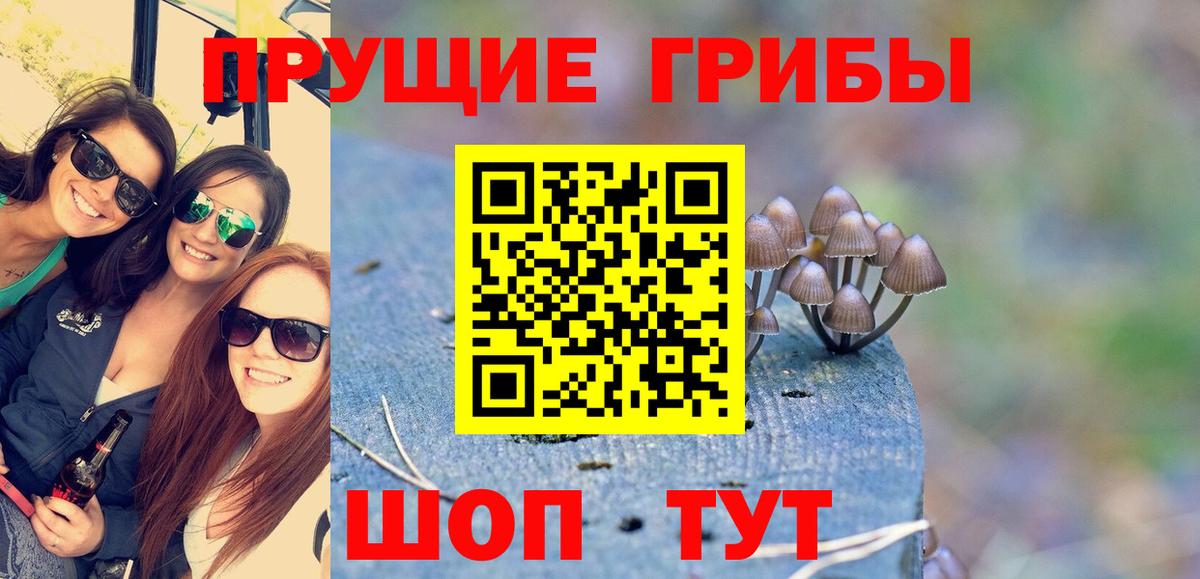 Псилоцибиновые грибы Psilocybine cubensis Саранск